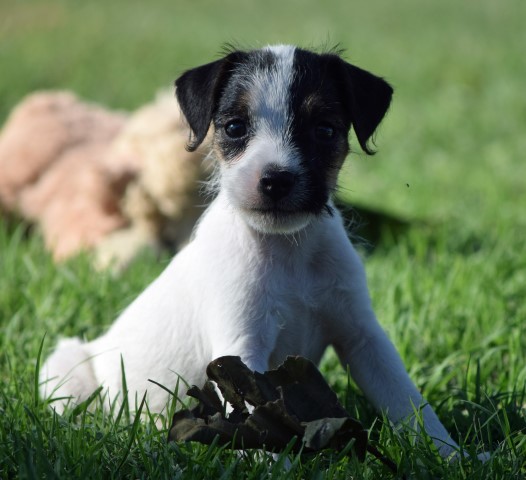 Quality Champion Sired Long Leg Jack Russell Puppy Ready Now!