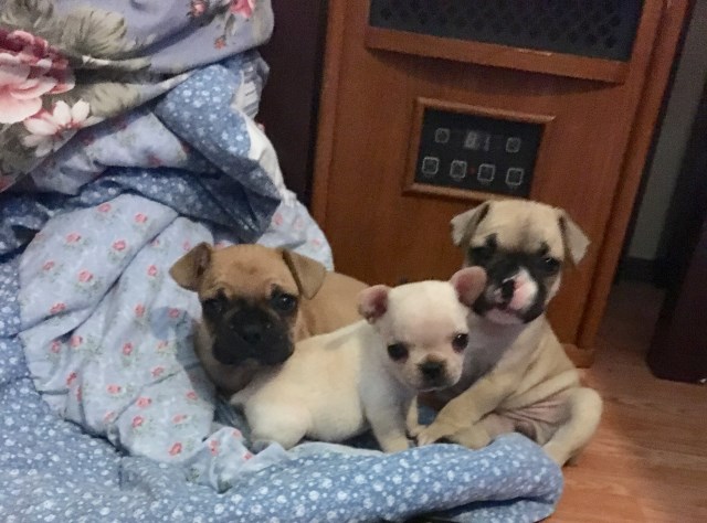 French Bulldog puppy for sale + 49699