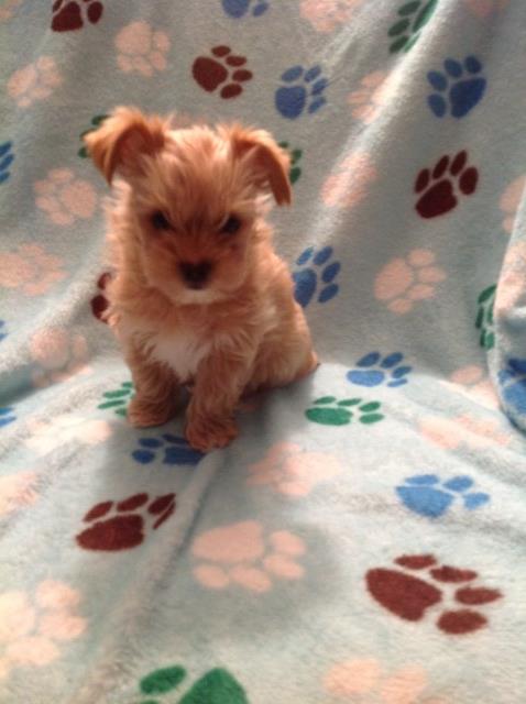 Yorkshire Terrier puppy for sale + 47434
