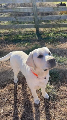 Labrador Retriever puppy for sale + 63326