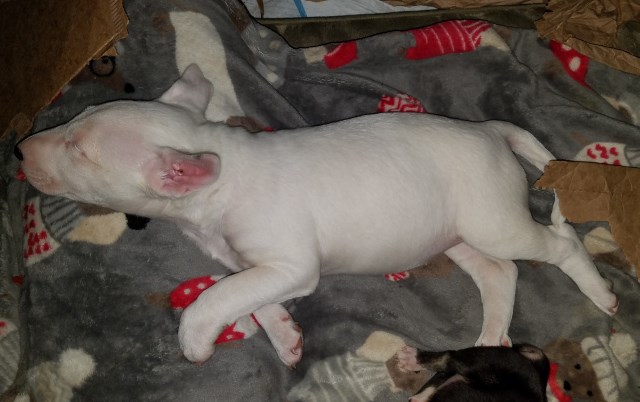Bull Terrier puppy for sale + 51676