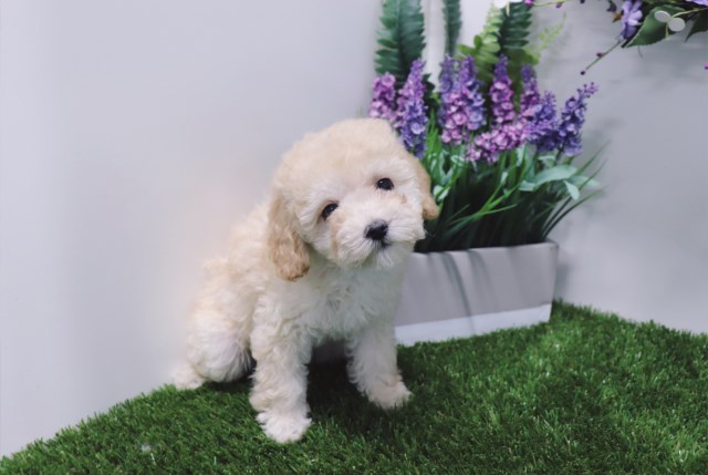 Poodle Toy puppy for sale + 53164