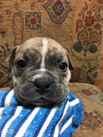 American Bully Puppy