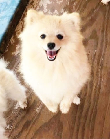 Pomeranian puppy for sale + 64534