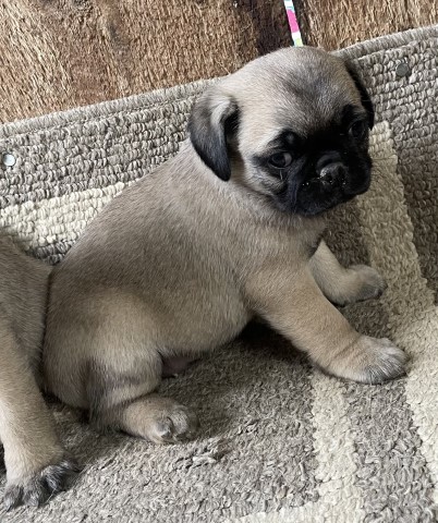 3 Pug Babies for Sale