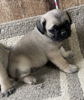 3 Pug Babies for Sale Pug for sale/adoption