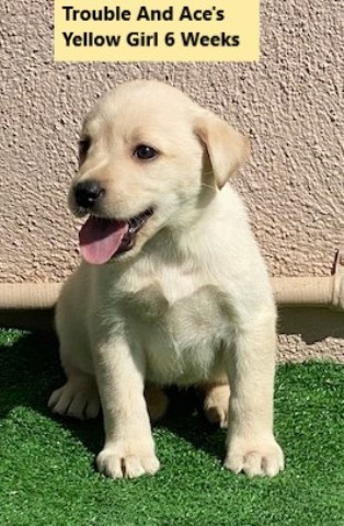 Labrador Retriever puppy for sale + 62317