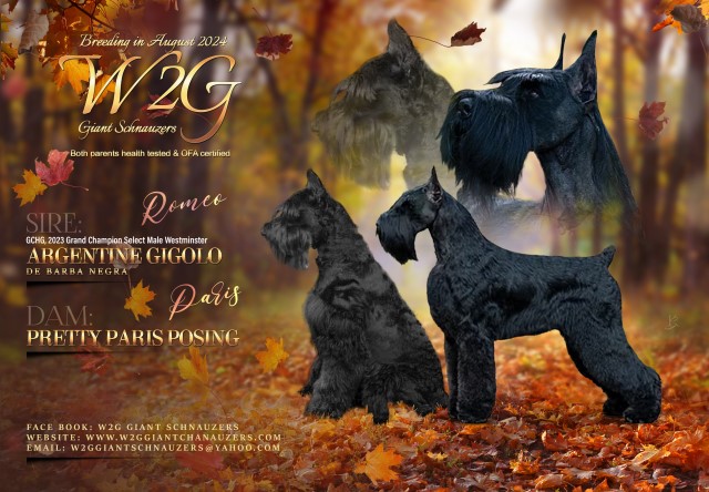 Giant Schnauzer Puppies - Paris x Romeo