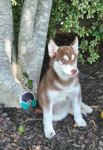 Siberian Husky puppy for sale + 63876