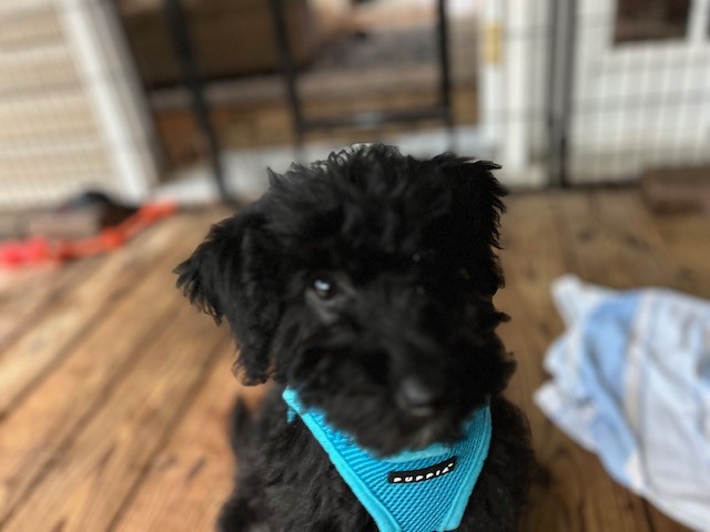 Labradoodle puppy for sale + 66424