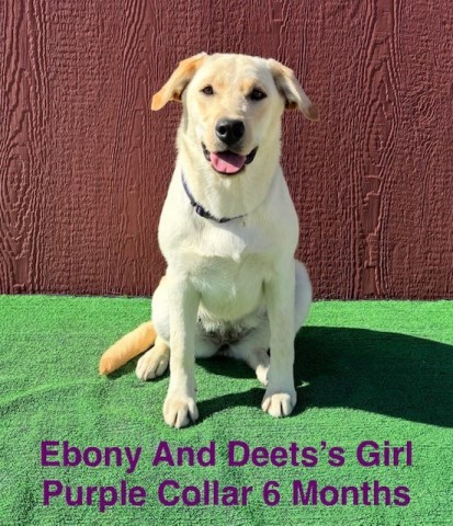 AKC Yellow Female Lab Pup