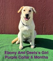 AKC Yellow Female Lab Pup Labrador Retriever for sale/adoption