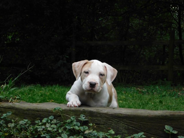American Bully Merle Female (tri carrier) For Sale