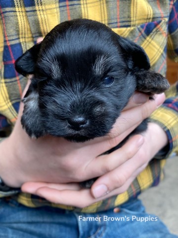 Miniature Schnauzer puppy for sale + 63067