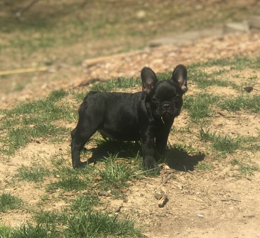 French Bulldog puppy for sale + 52873