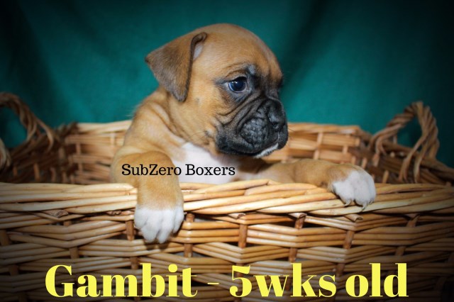 AKC Fawn Male Boxer pup
