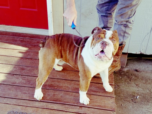 English Bulldog puppy dog for sale in Wedowee, Alabama