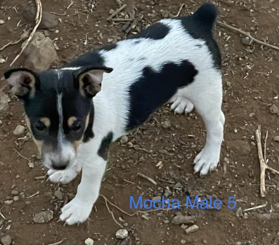 Miniature Rat Terrier Puppies