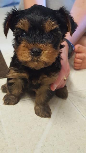 Yorkie Puppies Ready for homes!