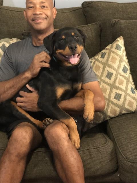 Rottweiler puppies