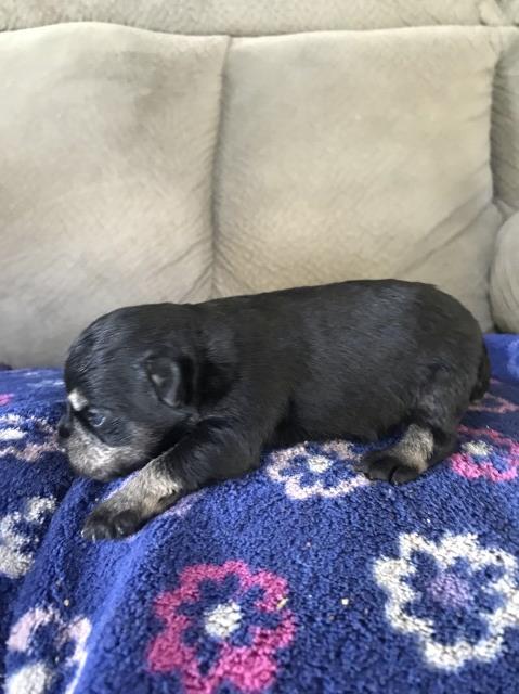 Miniature Schnauzer puppy for sale + 53949