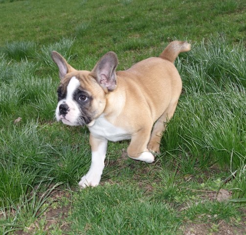 French Mini Bullie Mix Puppy