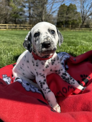 Dalmatian puppy for sale + 64710