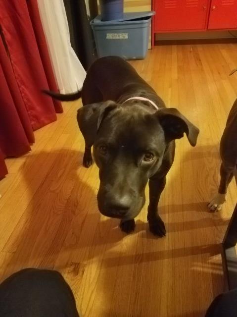 Lab/Pit mix for sale