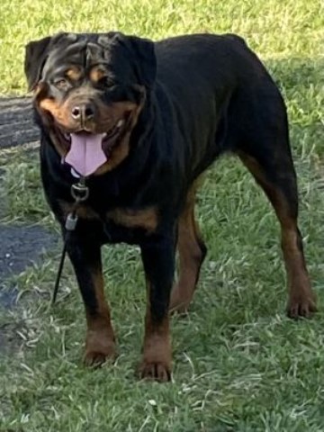Top Quality Rottweiler Puppies Available May 2023!!!