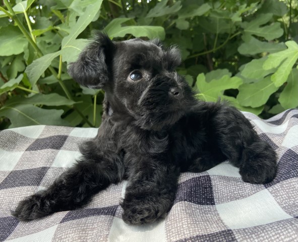 Miniature Schnauzer puppy for sale + 63592