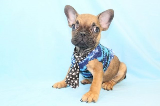 Bailey - French Bulldog Puppy