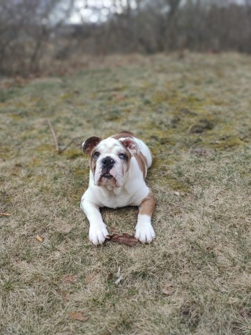 2yo Unneutered Male English Bulldog.