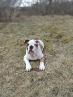 2yo Unneutered Male English Bulldog. English Bulldog for sale/adoption