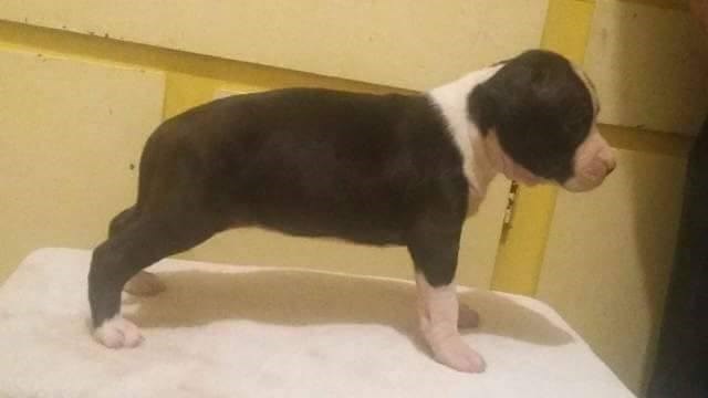 American Staffordshire Terrier puppy for sale + 47996