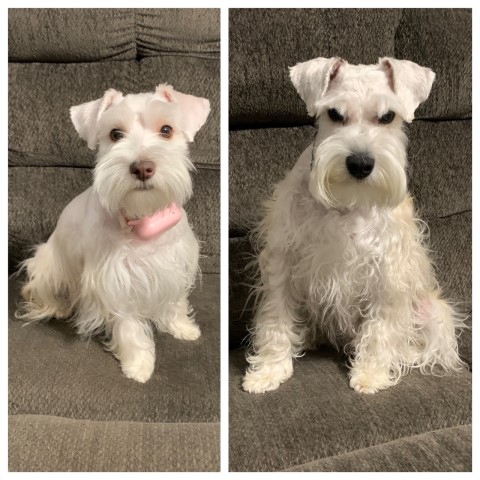 Miniature Schnauzer puppy dog for sale in Nashville, North Carolina