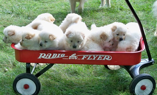 Beautiful Cream/White chow chows