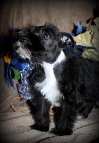 Miniature Schnauzer puppy for sale + 47815