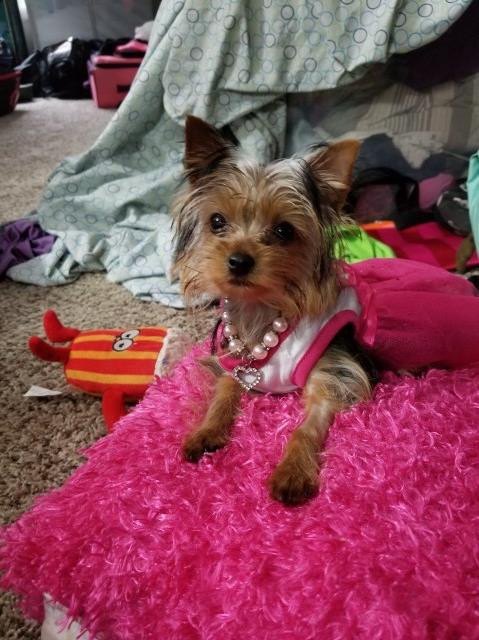Yorkshire Terrier puppy for sale + 52035