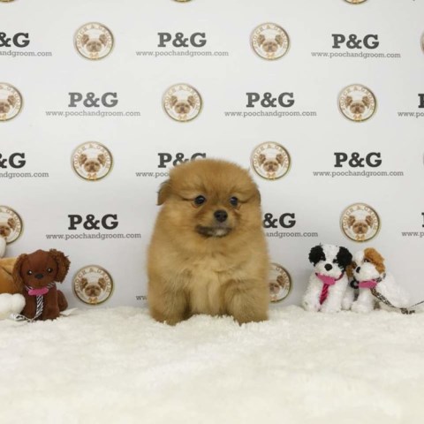 Pomeranian puppy for sale + 53200