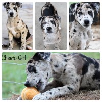 Black Mouth Cur thumbnail
