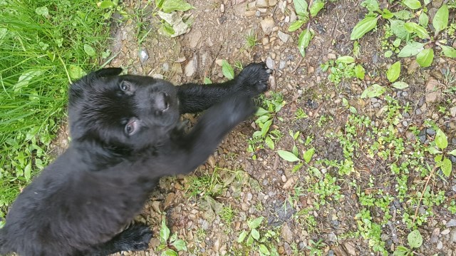Puppies in need of a good home!!