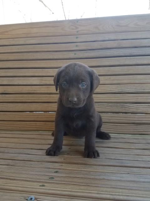 Labrador Retriever puppy for sale + 48478