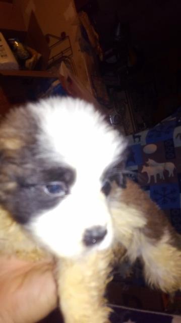 Kansas City Saints Bernard puppies.