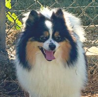 Pomeranian thumbnail