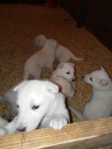 White German Shepherd Puppies