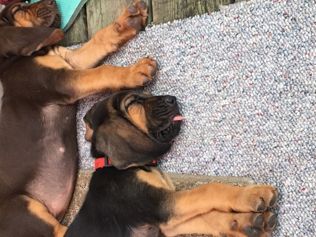 Purebred Bloodhounds