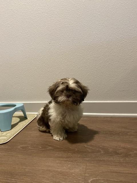 Shih Tzu puppy for sale + 58899