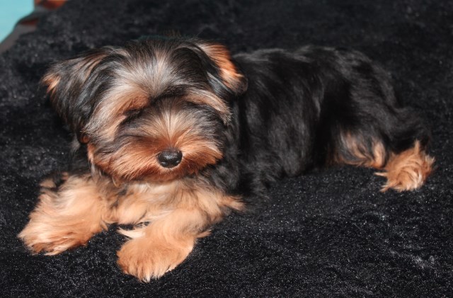 ~*PAYMENT PLAN AVAILABLE*~ Beautiful Quality CKC Reg. Champion Bloodline Yorkshire Terrier Puppies!