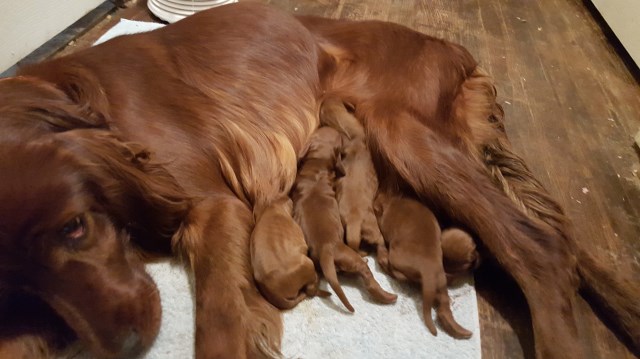 Irish Setter puppy for sale + 53847