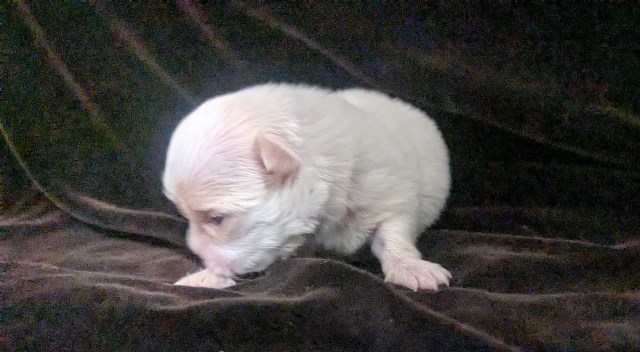 Chihuahua puppy for sale + 67234